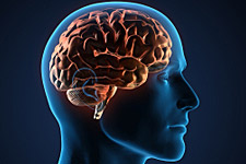 profile of human head with clear image of the position and shape of the brain