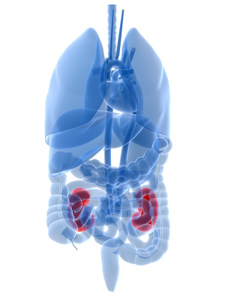 diagram of human torso showing the major organs